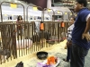AISD-2015-Livestock-Show-and-Art-Contest-129A
