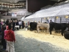 AISD-2015-Livestock-Show-and-Art-Contest-145A