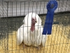 AISD-2015-Livestock-Show-and-Art-Contest-153A