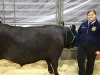 AISD-2015-Livestock-Show-and-Art-Contest-15A