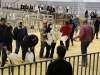 AISD-2015-Livestock-Show-and-Art-Contest-31A