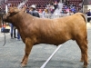 AISD-2015-Livestock-Show-and-Art-Contest-71A