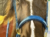 AISD-2015-Livestock-Show-and-Art-Contest-97A