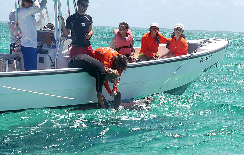 Chevron-JASON-Argonauts-Catching-and-Tagging-Sharks-1